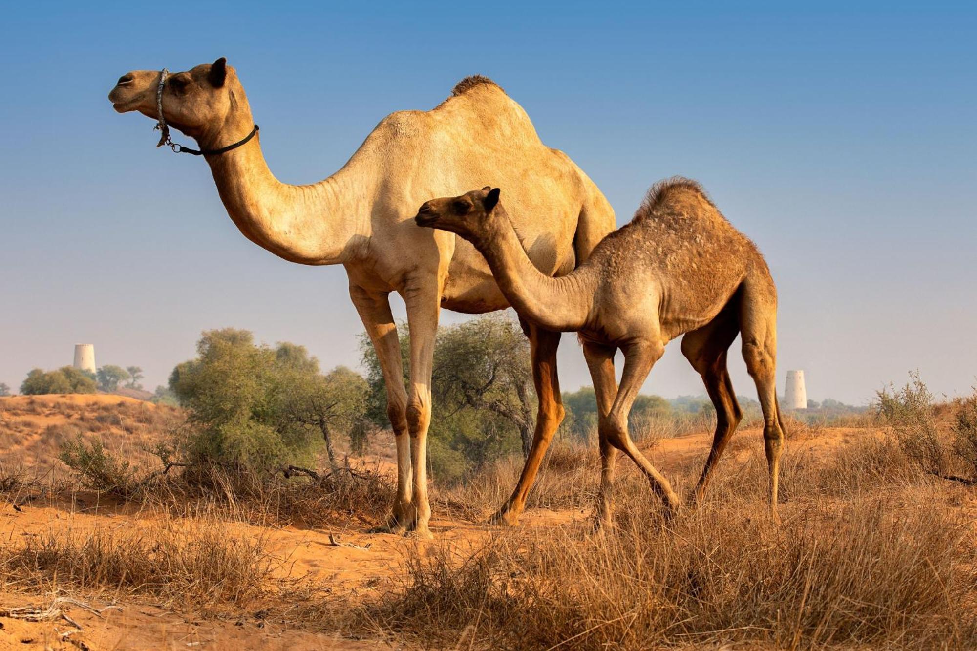 The Ritz-carlton Khaimah, Al Wadi Desert 5*